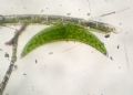 Closterium submoniliferum